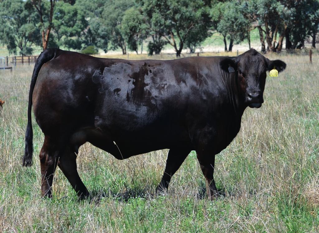 BEEF GENETICS RED OAK DONOR - MARYVALE HOLLYO AK H276 Embryos