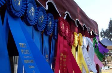 Helpful hints for staying organized Keep the following in a show bag or show trunk and use them only at horse shows White saddle pad Show bridle Show martingale Leather girth Equitation boots Short