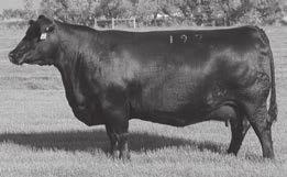Coleman Donna 197 - Dam of Lots 10, 11, 12, 13, 25, 39, 50, 55, 61, 88, 114, 120, 147, 148 and 160.
