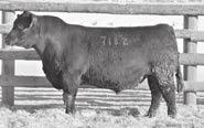 Coleman Cows Are Coleman Donna 197 - Her sons sell as Lots 10, 11, 12, 13, 39, 50, 55, 61, 88, 114, 120, 147, 148 and 160.