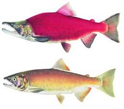1 g/m2/yr for sockeye salmon in Oregon Lake to 155 g/m2/yr for Desert Pupfish Most 1 to 1;