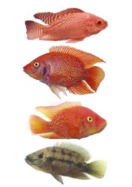 Another important factor that influences genetic structure of fish populations is Hybridization - Heterosis vs.