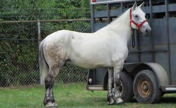 42 Ranch Horse