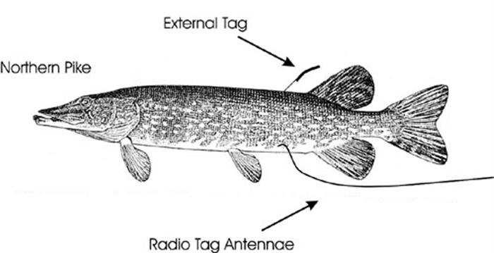 Fish Tag Return Program 2008 tagged fish: Athabasca River: 384 (40 jackfish, 344 pickerel)
