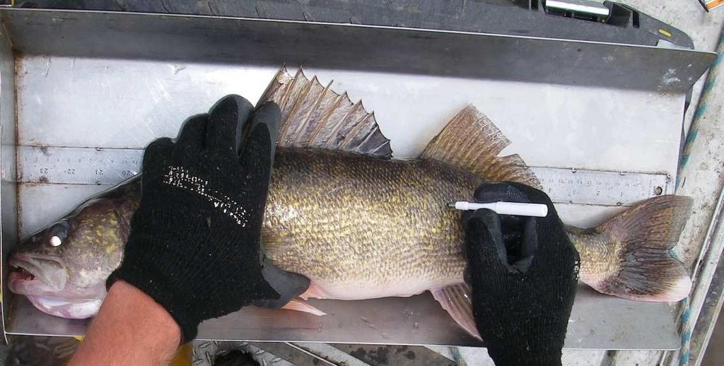 Mercury in jackfish, lake whitefish and pickerel from lakes; and Metals/fish tainting compounds in