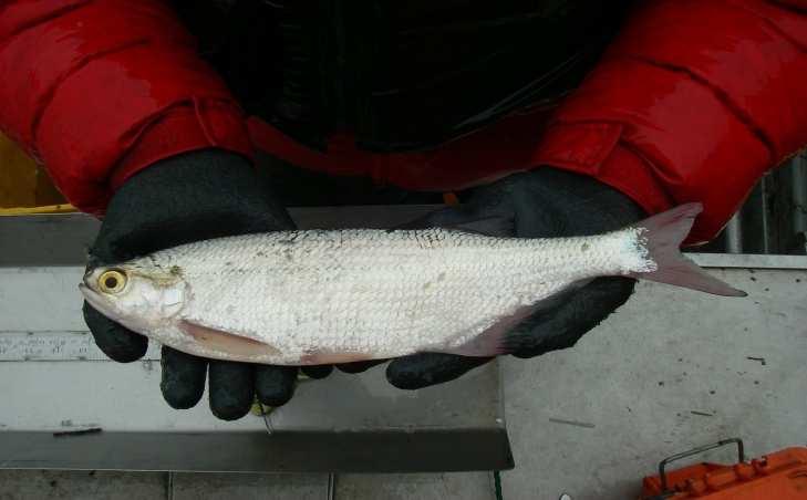 Athabasca River Fish Populations- Capture Success # fish per 100 seconds of fishing 2.5 2.0 1.5 1.