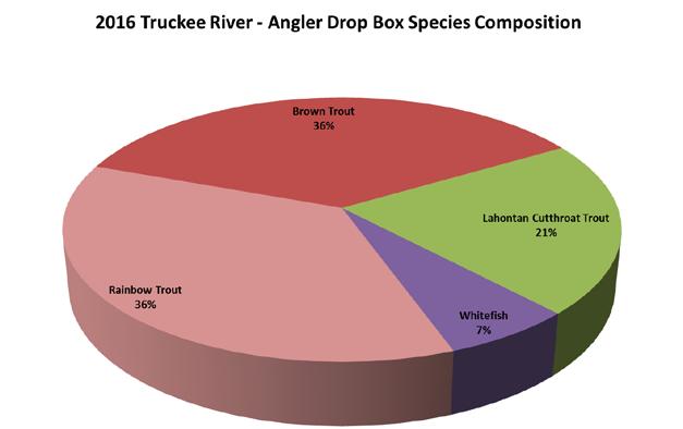 Figure 10. An examination of fish lengths from drop-box data showed rainbow trout occurred in most size categories below 24.9 in, with the heaviest representation being in the 10.0 to 11.