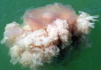 Scientific name: Chrysaora quinquecirrha Common name: Sea nettle, compass jellyfish Description: Saucer-shaped bell, white to pink, often with red-brown radial stripes; 24-40 long stinging tentacles;