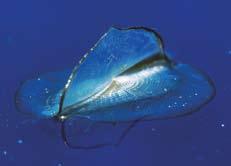 spotted jellyfish invaded Mississippi waters in the summer of 2000 in the hundreds of thousands.