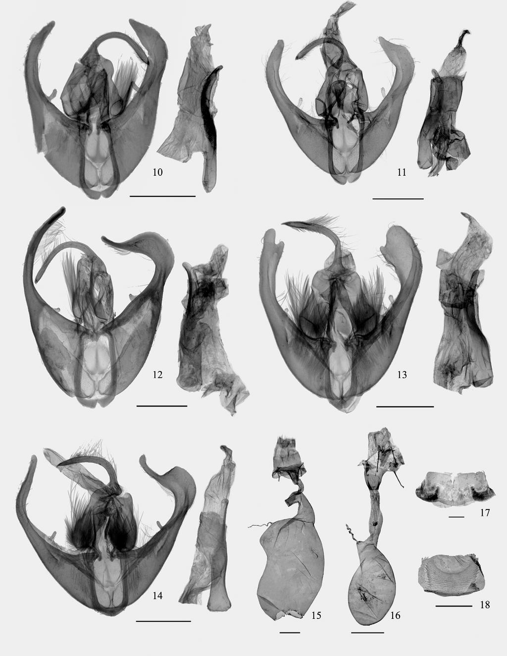 FIGURES 10 18. Genitalia and sternite. 10 14. male genitalia. 10, Micardia pulcherrima (Noct-00275); 11, M. pulcherrima (Noct-00273); 12, M. pallens sp. nov. (Noct-00271); 13, M. distincta sp. nov. (Noct-00272); 14, M.