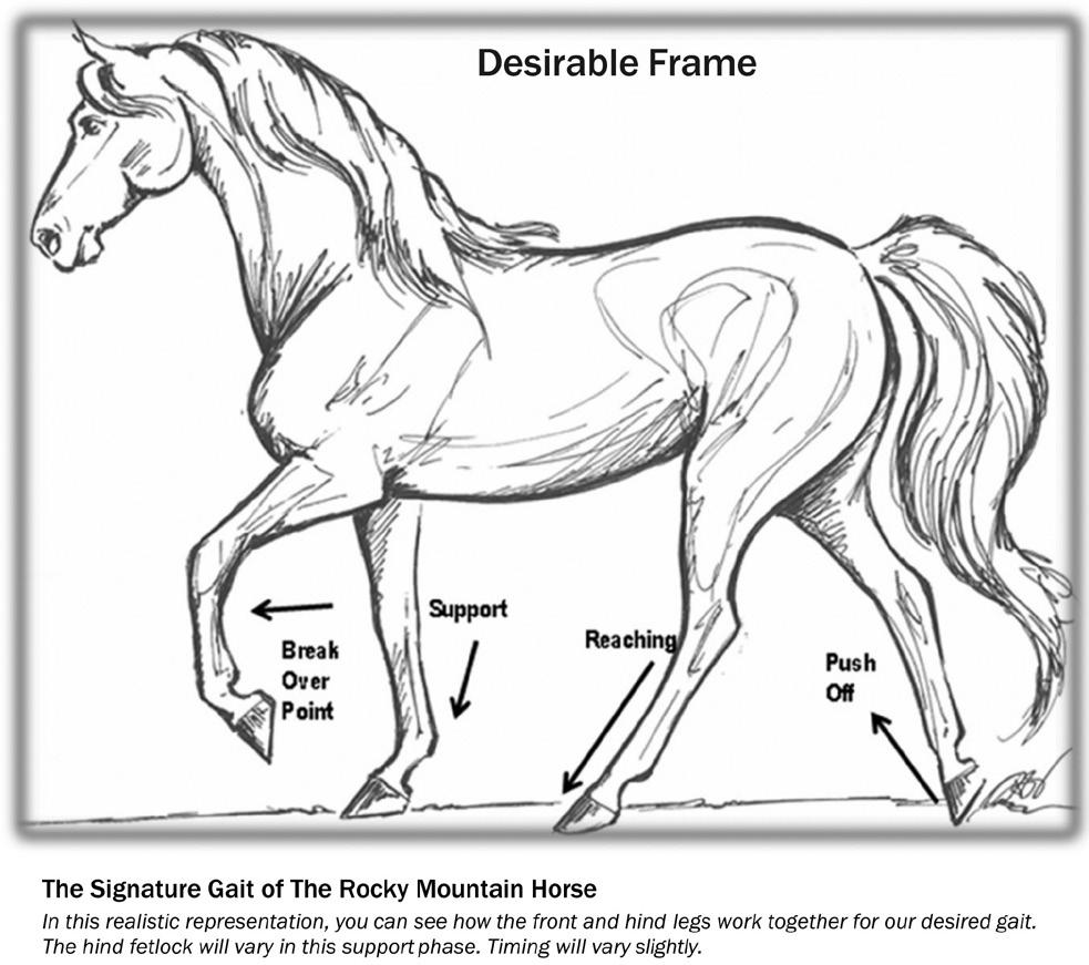 Chapter 14: Judging Specifics for the Rocky Mountain Horse (RMH) EXAMPLE I - THE SIGNATURE GAIT The desired natural gait of a Rocky Mountain Horse is a symmetrically lateral, yet evenly-