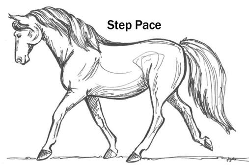 Chapter 14: Judging Specifics for the Rocky Mountain Horse (RMH) EXAMPLE J - A PROPER frame The proper frame in any division is determined by an engaged rider on a supple horse.