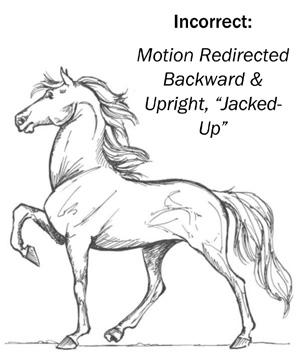 In the show gait, the horse shall exhibit controlled collection, while the pleasure gait allows for the showcase of animated speed and athleticism.