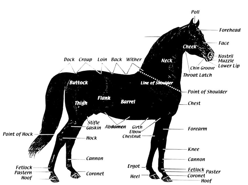 Chapter 20: Judging Specifics for the Gaited Morgan Horse (GMO) correct form and footfall. Classic horses must present a picture of balance, elasticity, and controlled energy.