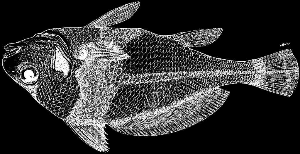 Perciformes: Percoidei: Sciaenidae 1649 Pareques iwamotoi Miller and Woods, 1988 En - Gulf cubbyu (AFS: Blackbar drum); Sp - Obispo de Golfo. Maximum 20 cm; common to 15 cm.