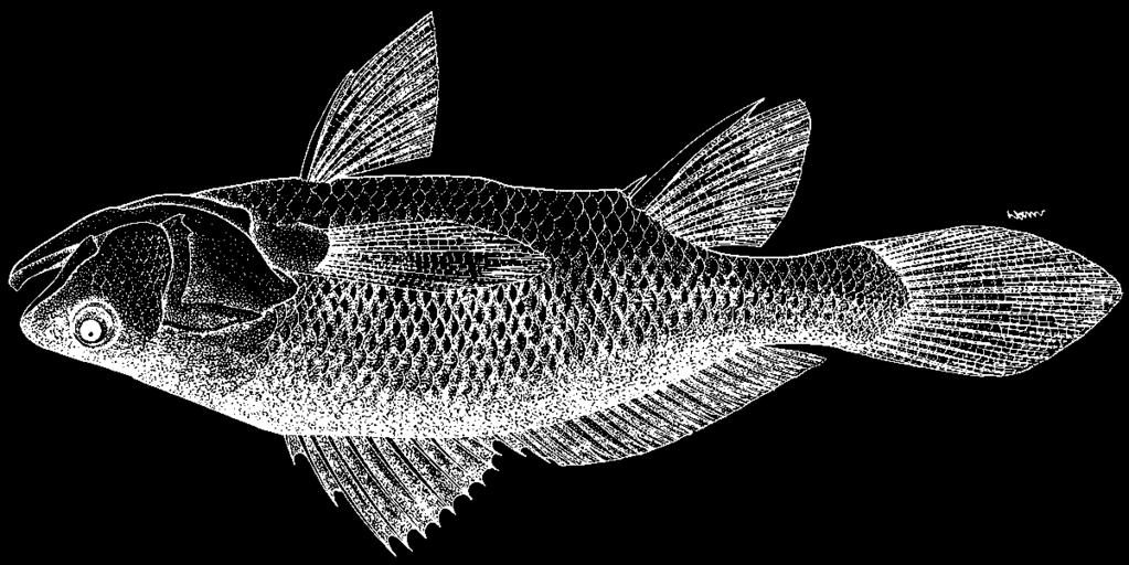 1650 Bony Fishes Stellifer chaoi (Aguilera, Solano and Valdez, 1983) En - Chao stardrum; Fr - Magister étoilé chao; Sp - Corvinilla chao. Maximum 8 cm; common to 5 cm.