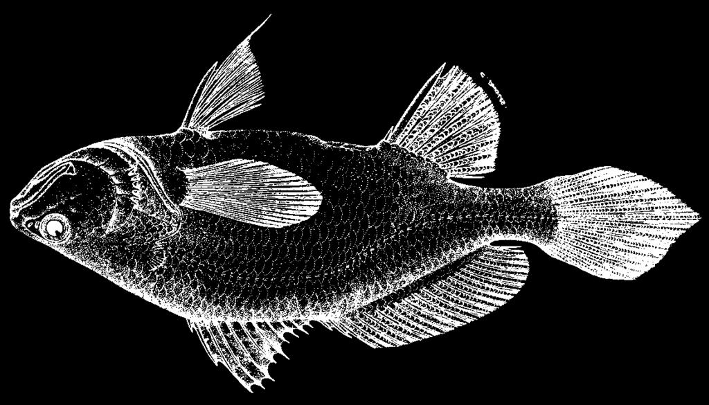 1652 Bony Fishes Stellifer sp. B. (ms, Chao) En - Collette stardrum; Fr - Magister étoilé collette; Sp - Corvinilla collette. Maximum 12 cm; common to 6 cm.