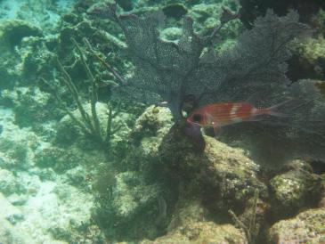 Coral Reef Fish Memory Coral reefs are an important habitat for many marine species. Learn the names of some fish that rely on this ecosystem by playing Fish Memory.