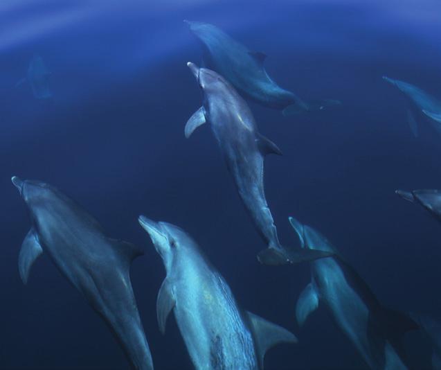 Sunset Dolphin Cruise Enjoy an out-of-this-world experience watching playful dolphins in