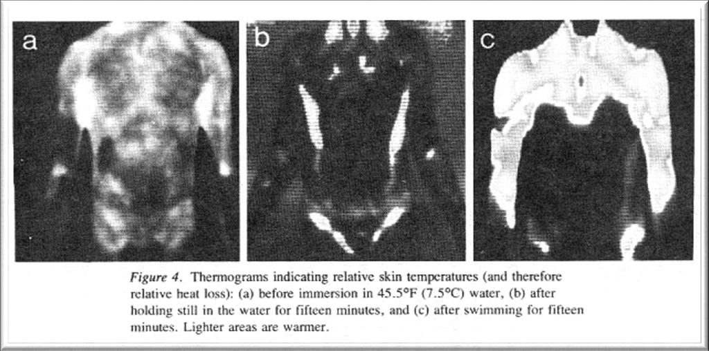 Infrared scans of skin surface temperature (light warm, dark cool) a) Normal conditions b) Cold decreases surface blood