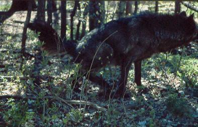 Kill Site Patterns Wolves may gorge until full then find a bed to rest