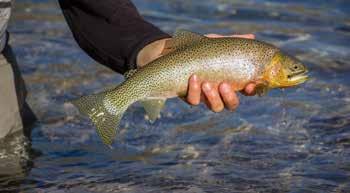 Park, the river takes on a spring creek and tail-water Trophy-sized Yellowstone cutthroat and rainbow trout quality through the famous Railroad Ranch section, lurk in the meandering meadow stream of