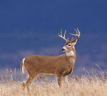 Wildlife: An extension of the Greater Yellowstone Ecosystem and benefiting from the nearby