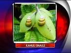 "People would ride their horses into the forests with empty saddles and come back with their saddles full of Kahuli snails," said Kawelo. The beloved snail is now on the verge of extinction.