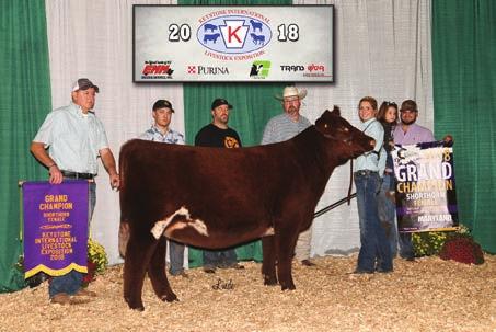 exhibited by Cornerstone Farms, Winchester, Ind. Champion Shorthorn Bull & Senior Bull Calf Champion, was GLF Spirit Fusion, exhibited by Henry Dodrer, Jr.