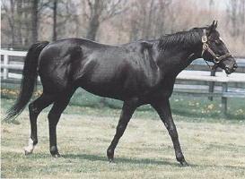Three Hearts stands 15 hands 2 inches and should top out slightly over 15 hands 3 inches as a mature filly.