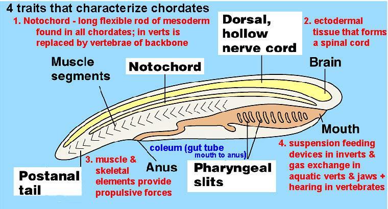 spinal cord), (some disappear during embryonic development, some keep for gas exchange), and a muscular