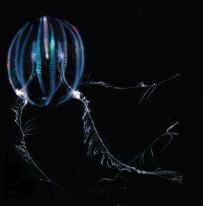 Order Cydippids (Morphology) Egg-shaped bodies (sea gooseberry) Order includes pleurobrachia Tentacles on opposite sides of body Body can be flattened to