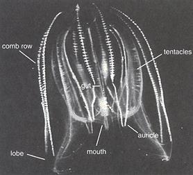 Lobata (Morphology) Auricle : ciliated ribbon-like projections Tentacles in grooves on lobes, have auricles