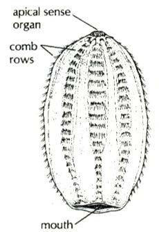 Order Beroida Order also known as Nuda No feeding appendages, but pharynxes have macrocilia Marcocilia are large bundles of cilia that work to bite off pieces of whatever is being