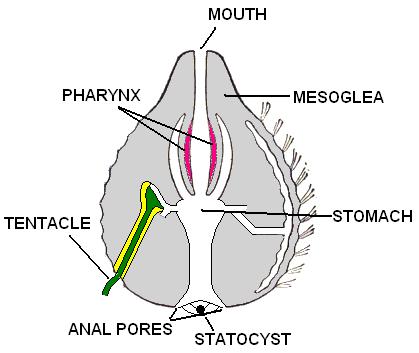 Digestion Enzymes and contractions of pharynx li quidize prey Cilia move the resultant mush into the s tomach canal system Nutritive enzymes break down the mus h in the stomach