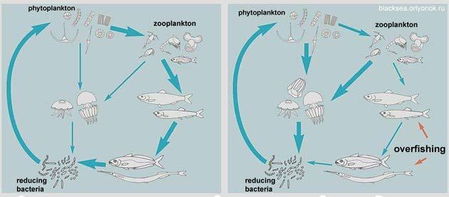 Changes in the Black Sea pelagic foodweb