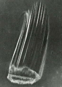 Ctenophore Structure Body surface has two large tentacles and eight rows of comb-like paddles Comb paddle has thousands of cilia used to swim Their tentacles have the adhesive colloblasts to capture