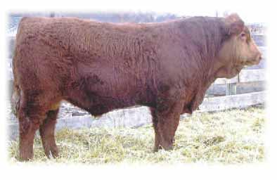 Don Heggie Simmental Box 754, Raymond, Alberta Ph: (403) 752-3894 / Cell: (403) 315-2238 FROM THE HEGGIE FARM, WELCOME TO THE SIMMENTAL PORTION OF THE SALE!