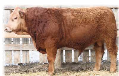73 Another good bull with Red Dash on the damʼs side - sheʼs a hard working, good milking cow that has produced good bulls and heifers for us Take a close look - you will like him!! 8.1 1.9 31.9 55.