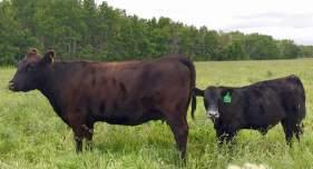 This year she raised a top heifer calf. His Maternal Grand dam just retired this year at 11yrs old.