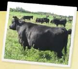 Maternal brother to this bull working in Micha & Tobijah Gerber s herds, Fort Frances, ON.