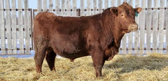 Dam 322A has more power to her & sold the 1 bull in 2017 to Hans Myhre. Last year a full brother sold to Feiring Angus Ranch in ND. Maternal granddam earned Elite Dam status for her productivity.