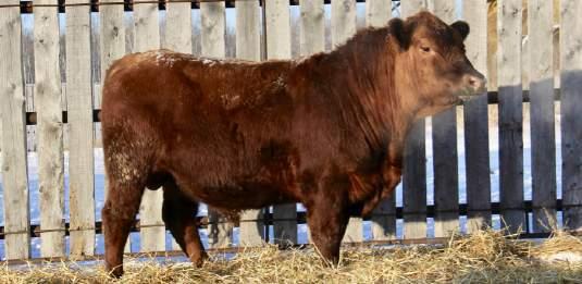 E a s y R e d S o n s 13 RED EDIE CREEK EASY 33E 25/04/2017 Reg#2020074 ECA 33E Sire: RED OCC EASY RED 868A RED BUF CRK HOBO 1961 Dam: RED RIDGE SIDE LUCY 13A RED RIDGE SIDE LUCY 13R BW: 95 Dam s BW: