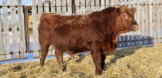 7 ww: 27 yw: 56 milk: 17 Here s an extremely rare opportunity to acquire a direct Embryo Transplant son of Beckton Epic R397, whose semen is no longer available in Canada.