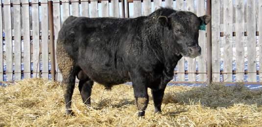 His dam 106C is a doublebred Legacy cow that is a really nice up & comer in our herd.