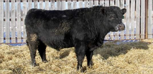 This bull comes from very hardy stock indeed, and with calving ease built into the maternal grandsire and granddam, calving ease is guaranteed with this bull.