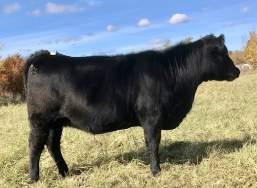 This year we have 6 F1 Black FleckAngus, 12 PB Black Angus, 2 Black commercials and 1 PB Red Angus. The Heifers will be selling in groups of 3, all as commercial heifers.