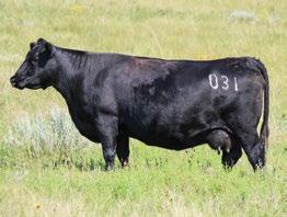 Strommen Ranch genetics and that is why we help them capture