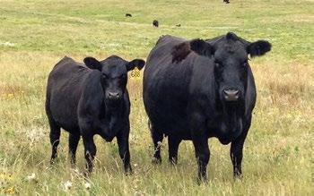 Commercial Female Listing and the Badlands Angus Alliance Bull &