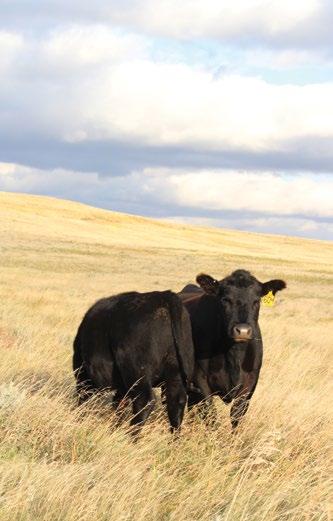It is our intention to breed cattle that excel at certain traits, but not at the expense of other important traits.